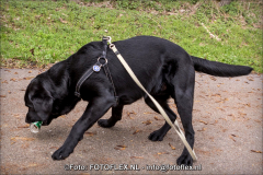 0436-CopyrightFOTOFLEX23032019