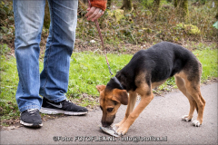 0451-CopyrightFOTOFLEX23032019