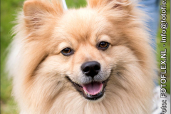 0499-CopyrightFOTOFLEX23032019